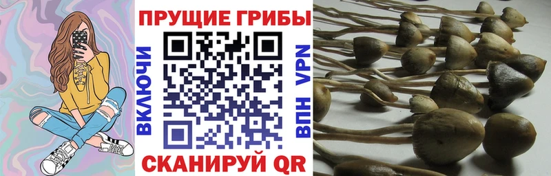 Купить закладки  Лысково  Псилоцибиновые грибы Psilocybine cubensis 